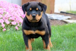 rottweiler-shortest-living-dog