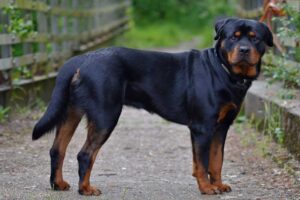 rottweiler-dog