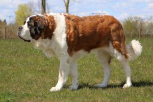 saint-bernard-shortest-living-dog