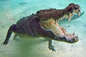 saltwater-crocodile-bite-force