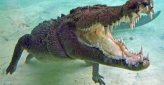 saltwater-crocodile-bite-force