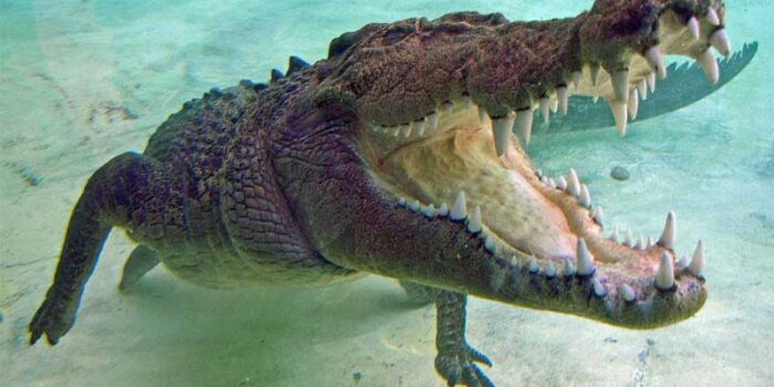 saltwater-crocodile-bite-force