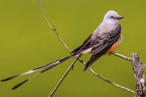 scissor-tailed-flycatcher