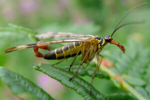 scorpionfly-weirdest-insects
