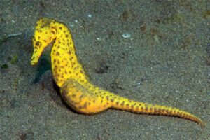 seahorses-romantic-animals