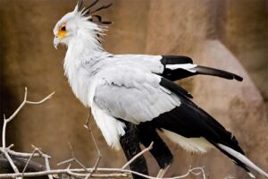 secretary-bird