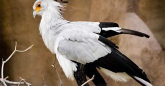 secretary-bird