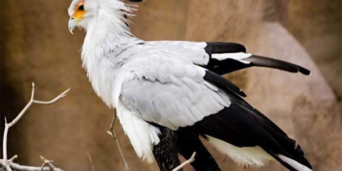 secretary-bird