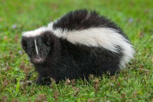Skunk - Smelliest Animals