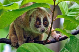 slow-loris