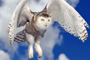 snowy-owl-dangerous-birds