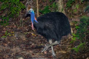 southern-cassowary-dangerous-birds