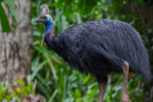 southern-cassowary-largest-birds