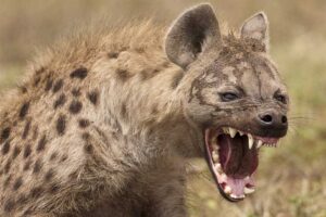 spotted-hyena-bite-force