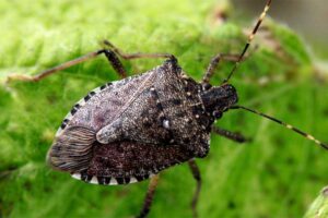 stink-bug