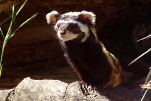 Striped polecat - Smelliest Animals
