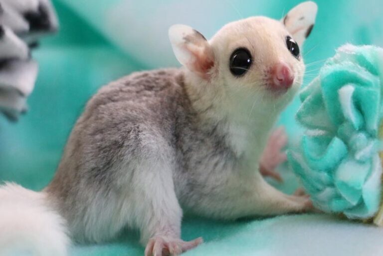 10 Most Beautiful Nocturnal Animals Depth World