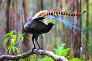 superb-lyrebird