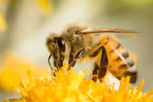 Sweet Bee - Painful Insect Stings