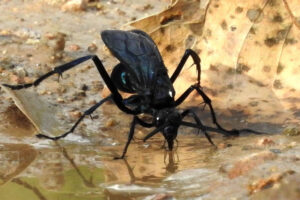 tarantula-hawk