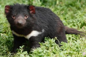 Tasmanian Devil - Smelliest Animals
