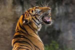 tiger-bite-force