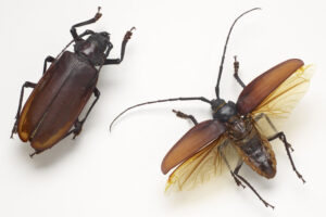 titan-beetle-weirdest-insects