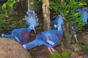 victoria-crowned-pigeon