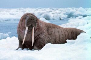 walrus-longest-gestation-period