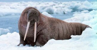 walrus-longest-gestation-period