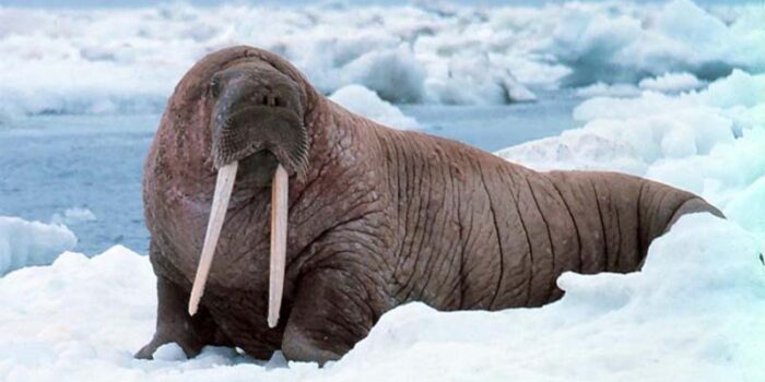 walrus-longest-gestation-period