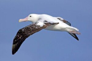 wandering-albatross-largest-birds