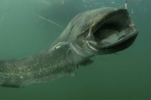 wels-catfish - Deadliest Fishes