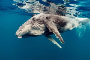 whales-longest-gestation-period