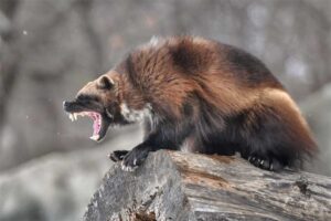 Wolverine - Smelliest Animals