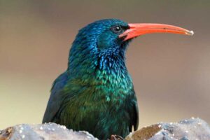 wood-hoopoe