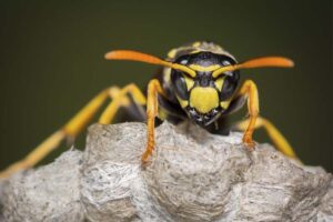 yellow-jacket