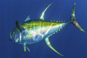 yellowfin-tuna