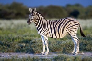 zebra-longest-gestation-period