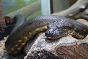 anaconda-non-venomous-snakes