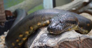 anaconda-non-venomous-snakes