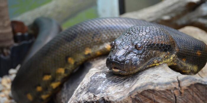 anaconda-non-venomous-snakes