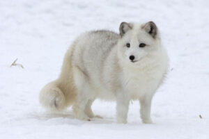 arctic-fox