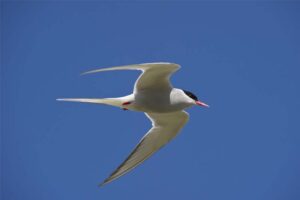 arctic-tern