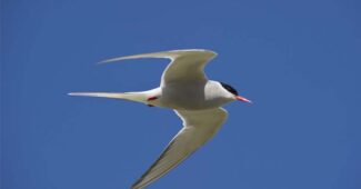 arctic-tern