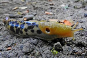 banana-slug