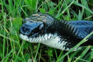 black-rat-snake