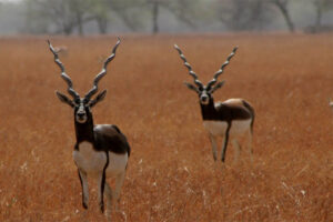 blackbuck