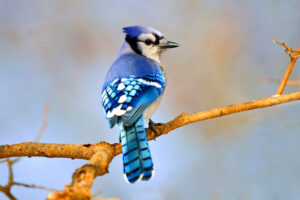 blue-jay