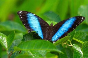 blue-morpho